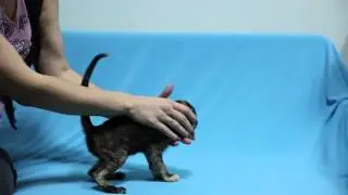 female О*кей Азия Беллатрикс / O*kay Asia Bellatrix 1,5 месяца/ 1,5 month