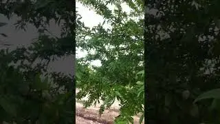 Almond Trees #shorts