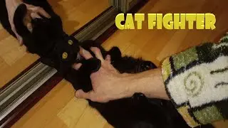 Cat fighter. The cat does not like that I play with him by my own rules.