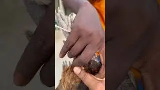 ১০০০ টাকাও হবে না ২ মোরগ এর দাম ১২ টাকা #মরগ #দেশিমরগ #ভোরবাজার