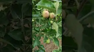 Camminata nell'orto