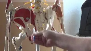 Массаж по системе Шилина. Занятие 2. Анатомия. Яковлев А.