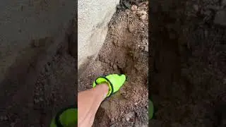 Uncovering Wasp Nest  
