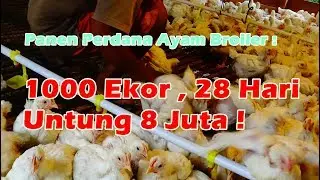 Panen Perdana Ayam Broiler | 1000 Ekor , 28 Hari Untung 8 Juta ! |