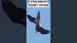 КРАСИВЫЙ ПОЛЁТ ОРЛОВ #shorts
