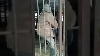 медведь Антон.