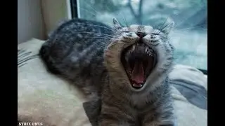 Кошка открывает дверь самостоятельно