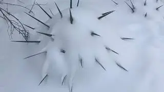 Кубанские зимние ежики#shorts