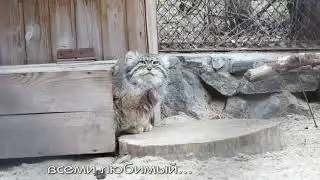 Manul's birthday is Swallows and greetings to his beloved Zelenogorsk.
