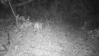 My first Mountain Lion clip! O'Neill Regional Park