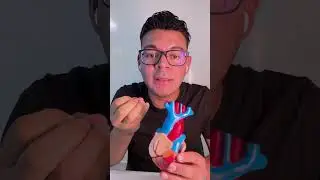 A importância da Anatomia e Fisiologia