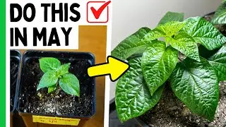 The MOST Important Month For Peppers (Here's Why)