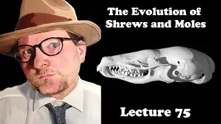 Lecture 75 The Evolution of Shrews and Moles