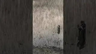 Ловля щук и карпов острогой