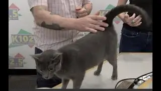 Kiki the Cat Needs a Forever Home