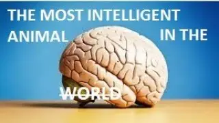 The Most Intelligent Animal In The World