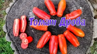 Сорт томата Дрова.