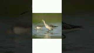 #shorts🐦👍Большой улит