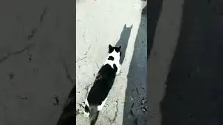 Наш Вася. Ну по ласкайте меня.