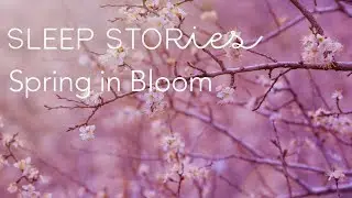Calm Sleep Stories | Spring in Bloom | Trailer