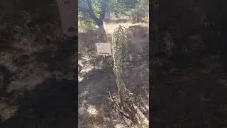 стали популярны кедры #шортс #море