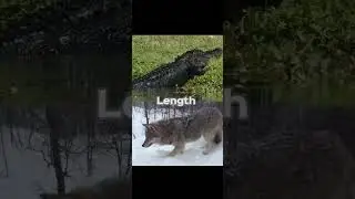 Who is better? Grey Wolf 🐺 VS American Alligator 🐊
