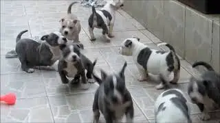 American Bully Puppies Party 2021