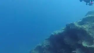 Datça , 08.08.2023 tarihli kargı koyu resif dalışı.
