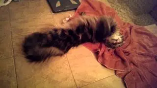 Maine coon Damur having fun in the bathroom