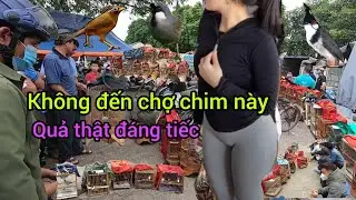 chợ chim cảnh này đáng đồng tiền bát gạo thật phải đến 1 lần trong đời