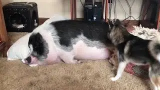 Вставай, ённый шашлык  Видео приколы