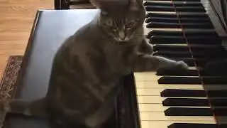 awesome moment un chat qui joue du piano par piano cat
