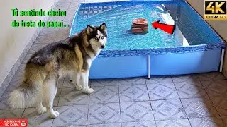 Coloquei um prato lotado de frango no meio da piscina e saí de casa..