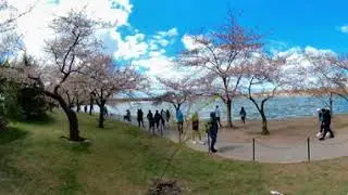 Oso X - C.C.4293 Music Video in [360° VR @ 5.7K]  Washington D.C. Cherry Blossoms.