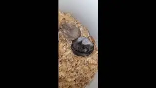 Meus hamster dormindo 😍🥰💖