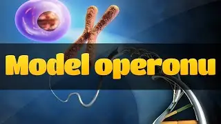 Model operonu