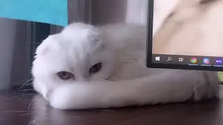 Coots doesn't let QTCinderella start stream