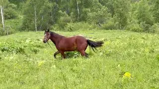 Лошади резвятся на лугу