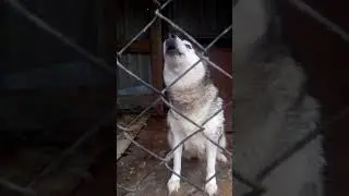 Хаски