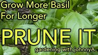 5 Tips to Keep Basil Growing All Summer  PLUS How To Prune Basil