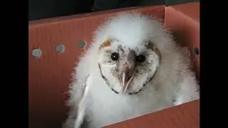 Owl Dial Up