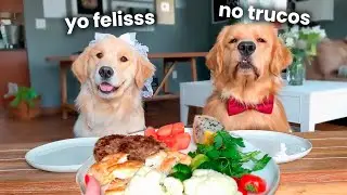 Mi perro y su esposa prueban diferentes comidas