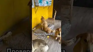 Будни приюта. Каждые 2 дня меняем лежанки 