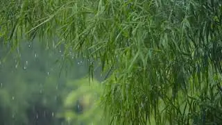 Beat insomnia with heavy rain and thunder sound || Heavy rain || Thunder sound