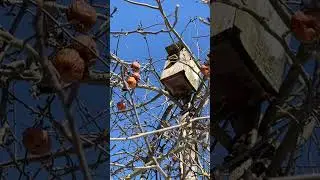 Такой разный мартовский день