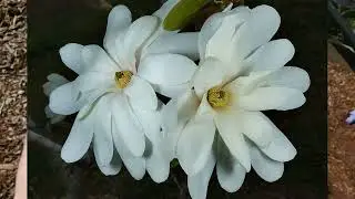 Оооо.... !!!   ЭТО ЧТО ТАКОЕ - МАГНОЛИЯ ???