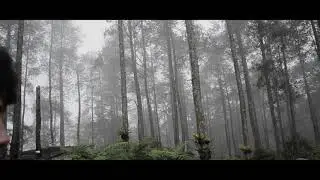 Orchid Forest
