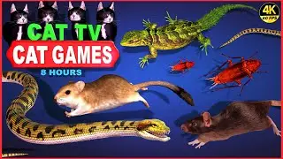 CAT GAMES | THE MOST FAVORITE VIDEO FOR FELINE FRIEND | CAT TV COMPILATION 4K 8-HOURS | 🐱