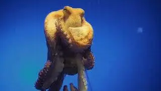Осьминог и колба