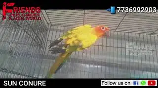 SUNCONURE